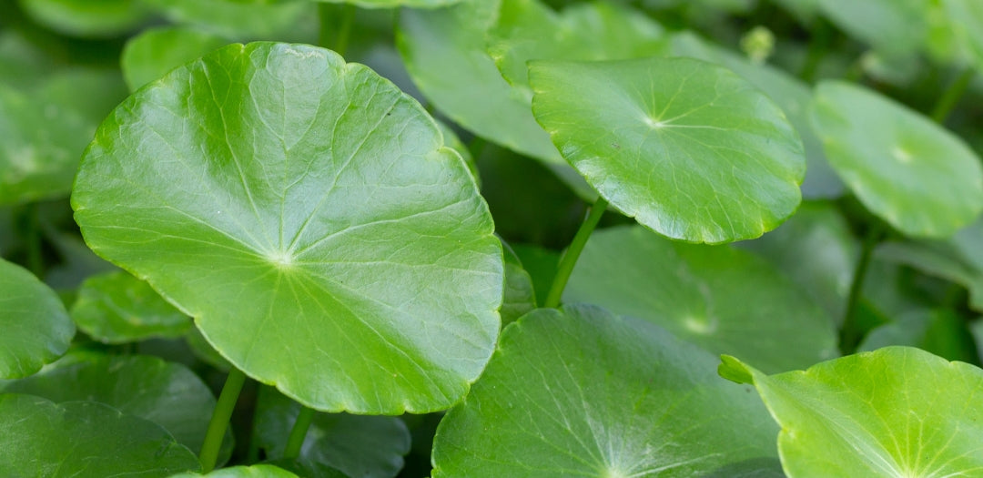 Centella Asiatica: The skincare ingredient that's taking over the world