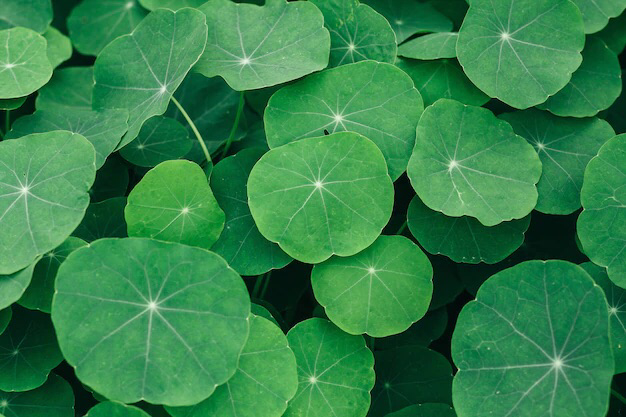 Centella Asiatica: The skincare ingredient that's taking over the world